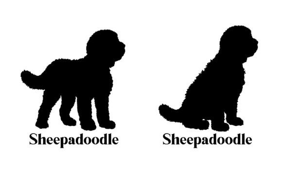 Sheepadoodle Dog Silhouette SVG Vector